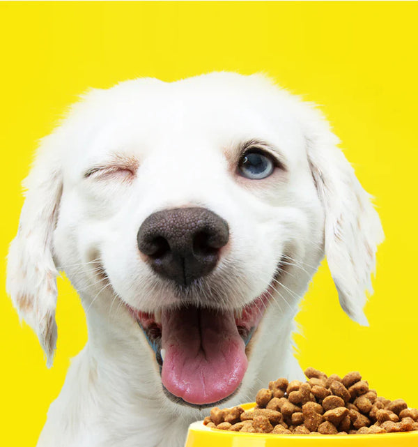 Dog Food